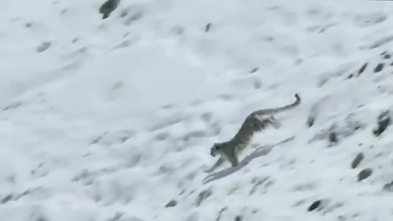 wildlife animals fighting videos