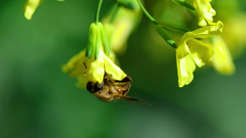 A bee is making honey