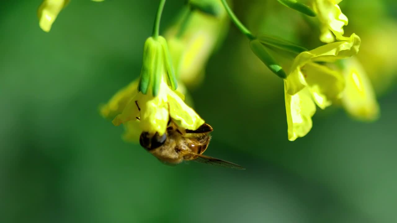 A bee is making honey