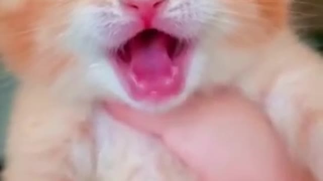 Cat crying