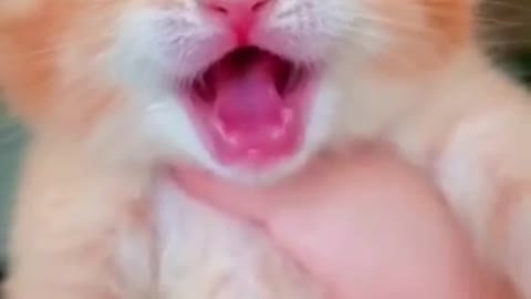 Cat crying