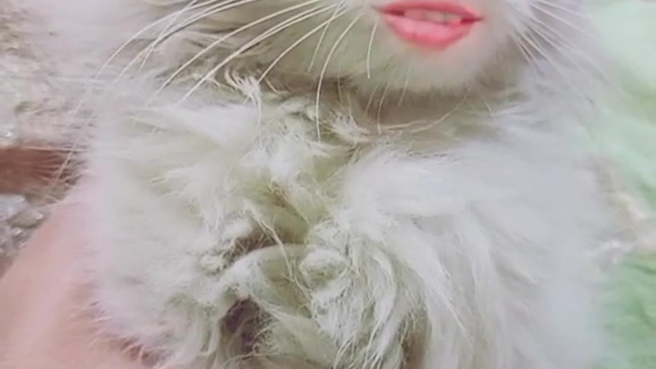 Cat singing