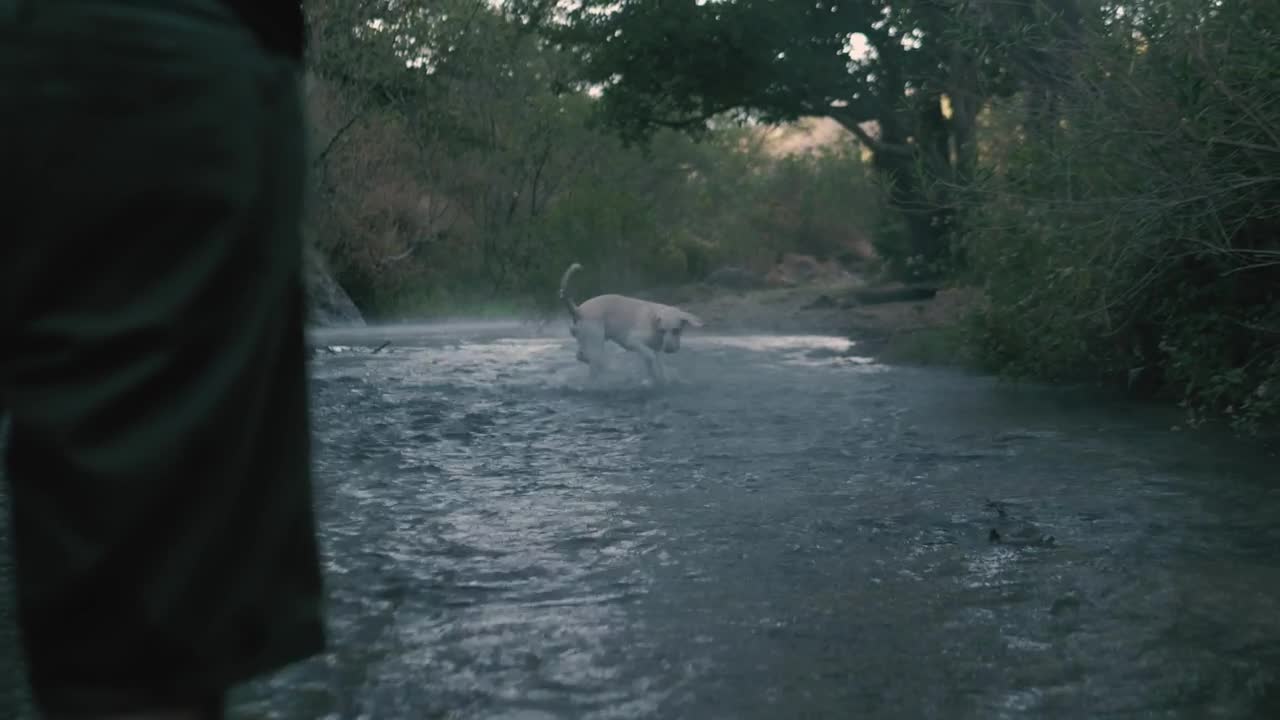 Dog catches a ball in a river