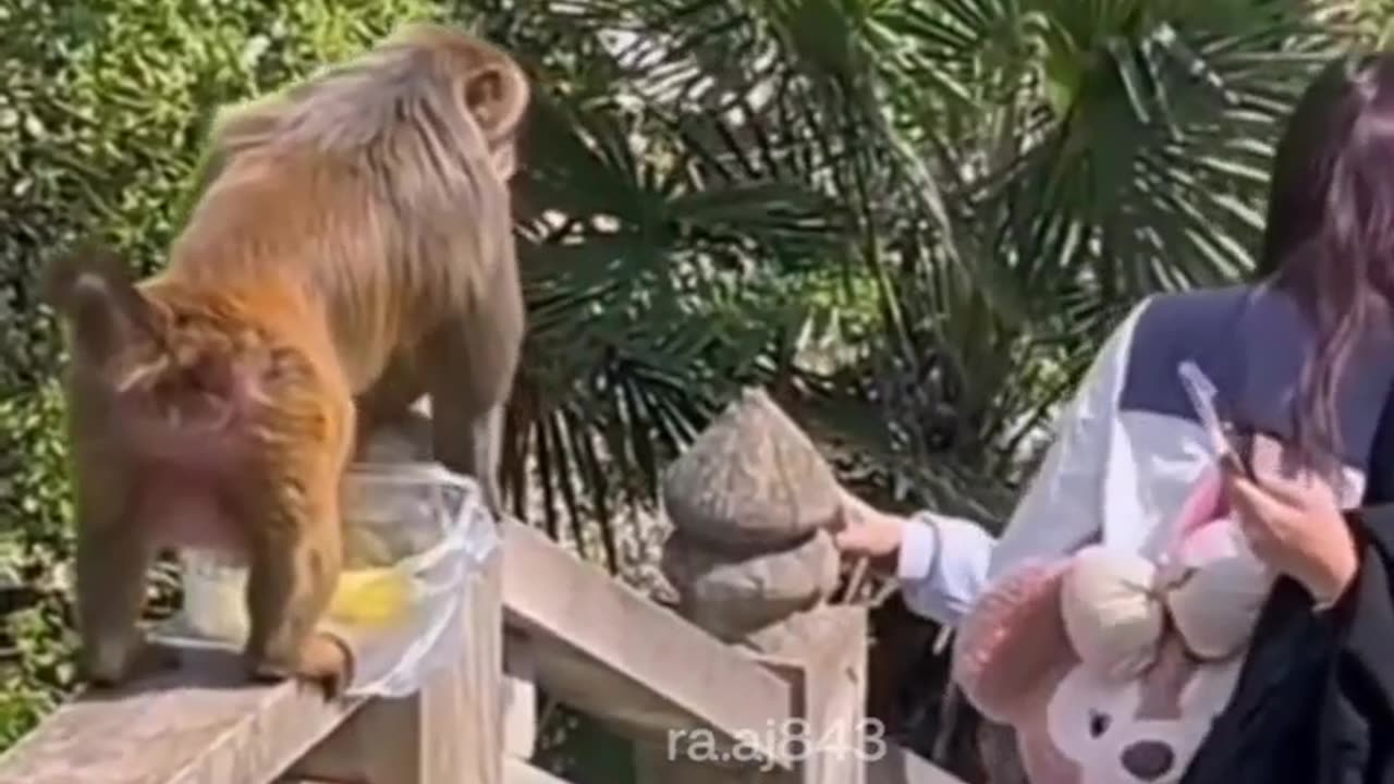 Funny video #monkey #cutgirl #shorts