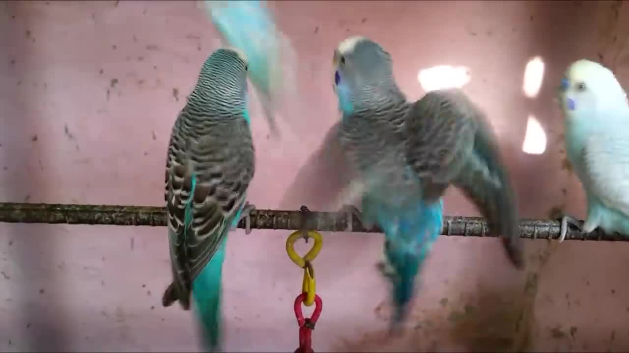 Love birds### Budgies Parrot## Breeding Season