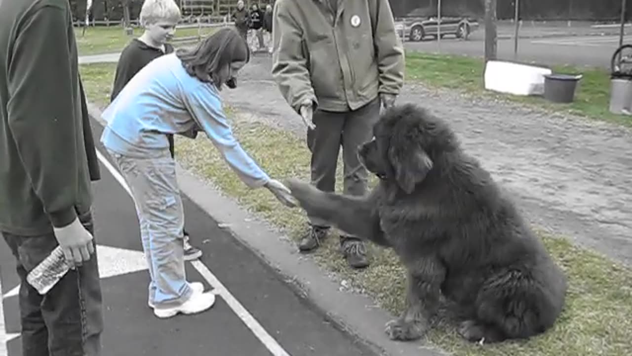 Newfoundland High Fives at St_ Paul's School