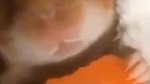 Just hungry