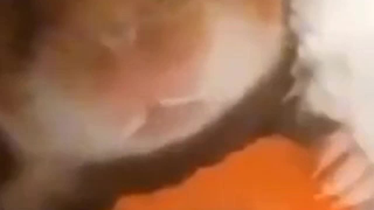 Just hungry