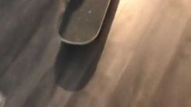 Cat skating video cute cat skating funny cats video