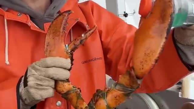 Maine lobster crusher vs pincher claw