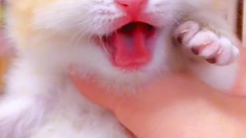 Funny Cute cats compilation, funny cats🐈‍⬛🐈😂