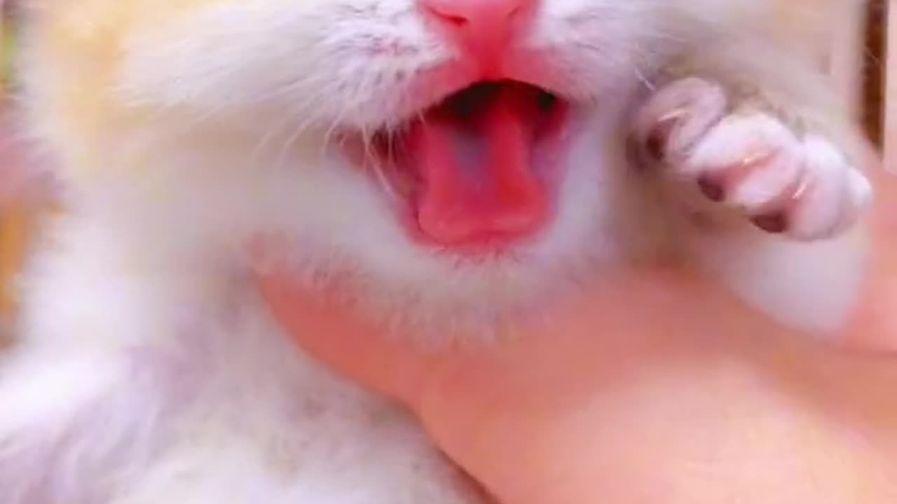 Funny Cute cats compilation, funny cats🐈‍⬛🐈😂