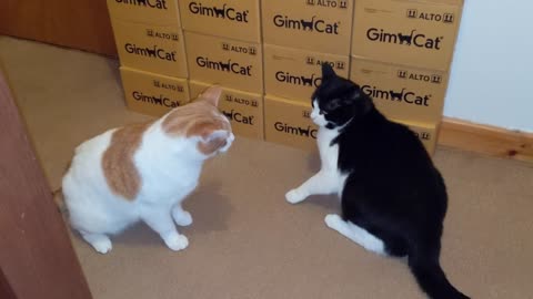 Cat Meows Before Fighting With Other Cat(1)