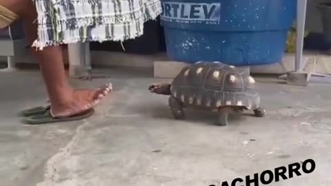 PET TURTLE