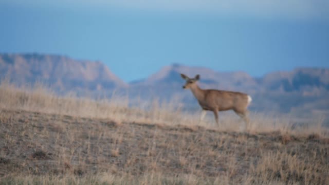 Best Of The Badlands Footage