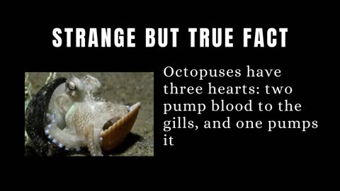 Octopuses Have Three Hearts