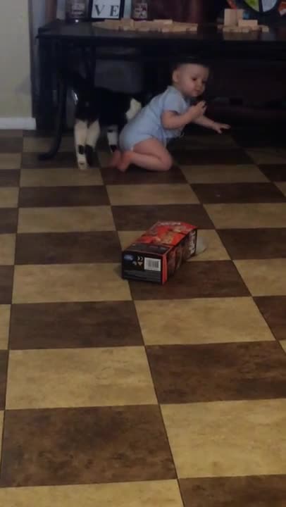 Gato ama a un bebé, lo sigue a todas partes