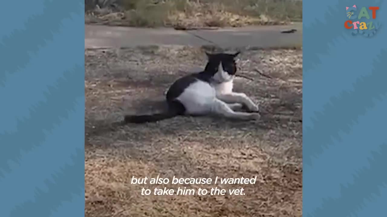 Woman Watches Her Neighbors Abandon Their Cat