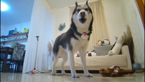 What is Husky doing when you're not at home 2