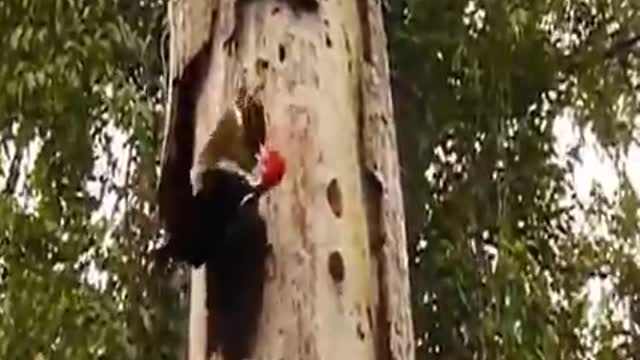 Incredible woodpecker attacks the giant snake in the tree