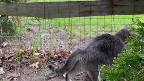 Curious cat meets dog