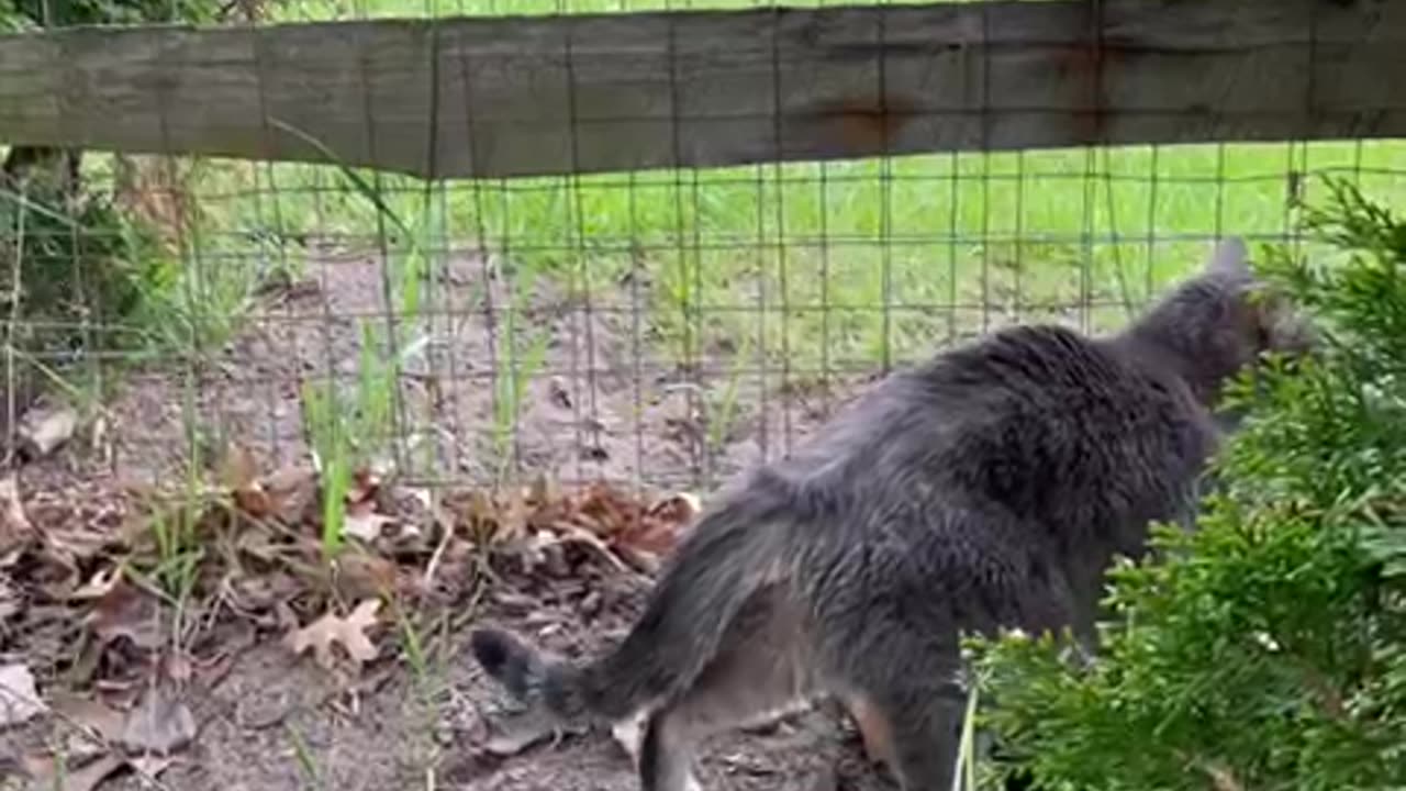 Curious cat meets dog