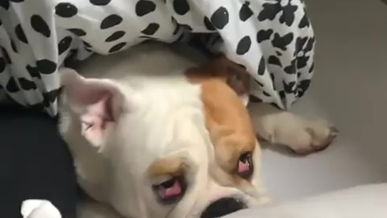 #$$Dog # sleeping but morning time to wake up $@@@