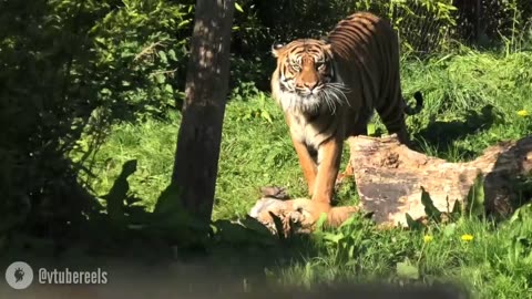 Tiger Dad Adorably Plays With His Cubs