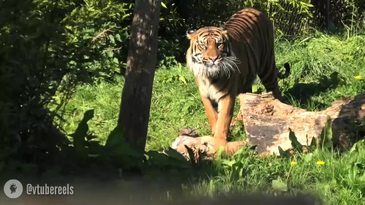 Tiger Dad Adorably Plays With His Cubs