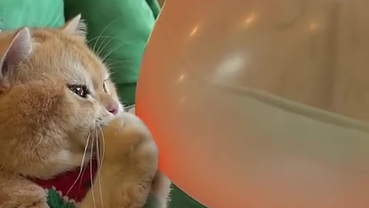 Funny cat playing with balloon