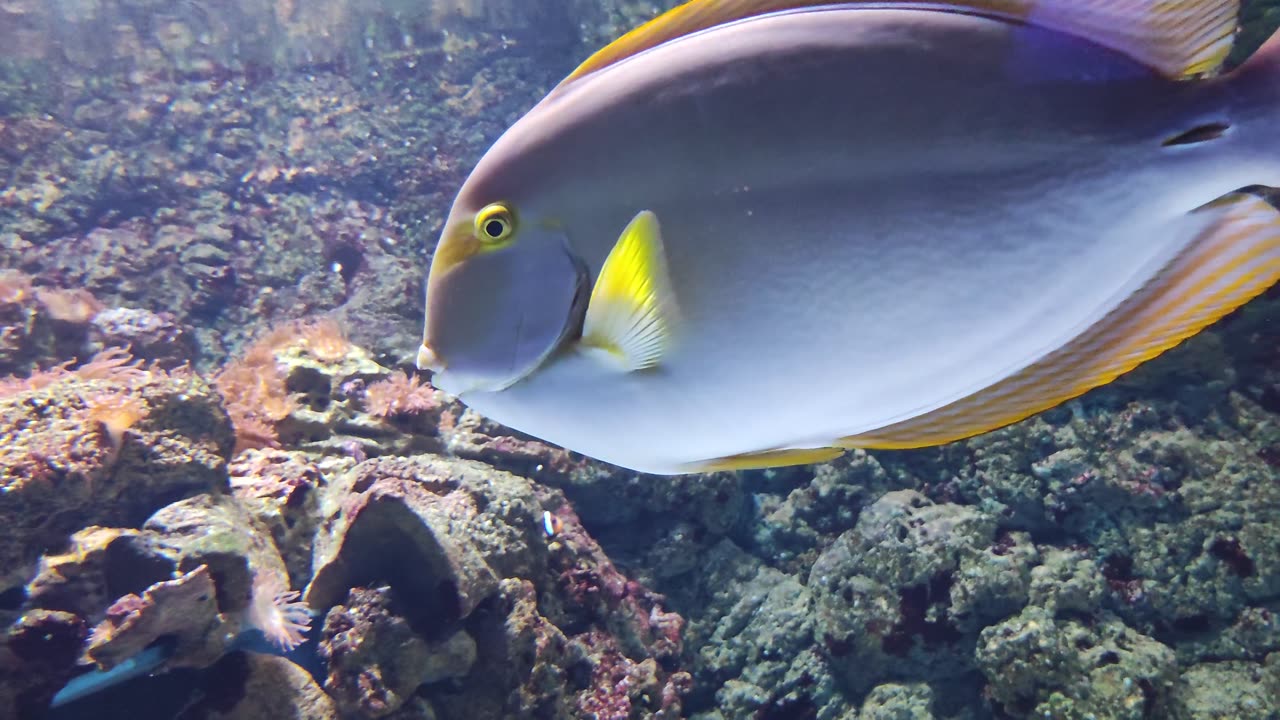 Colorful Fish Swimming Gracefully in their Aquatic Haven