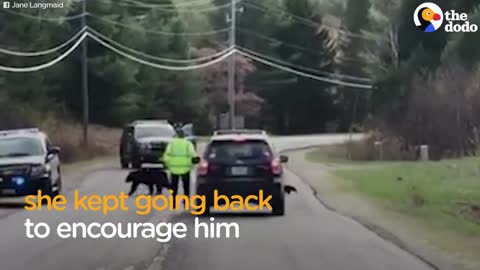 Cop Helps Bear Family Cross The Road _ The Dodo