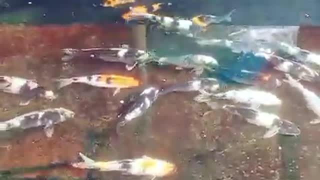 Koi fish