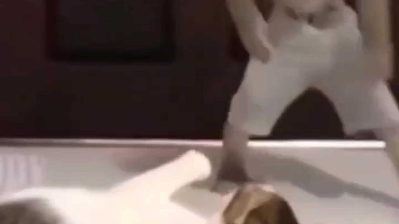 Cat funny short😹