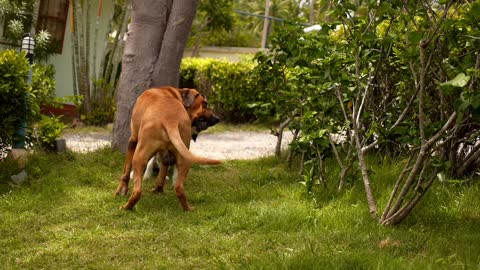 Two kinds of Dogs playing in the park