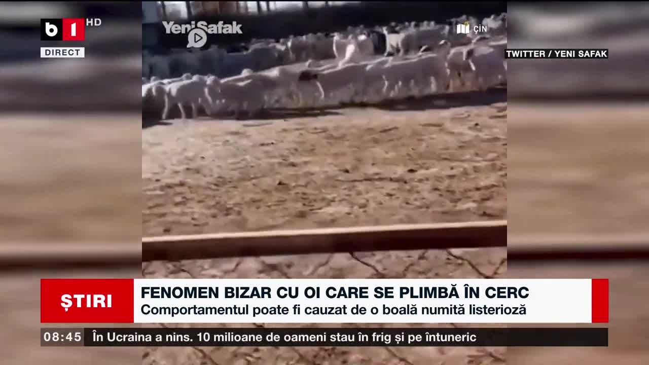 FENOMEN BIZAR CU OI CARE SE PLIMBĂ ÎN CERC_Știri B1_19 nov 2022