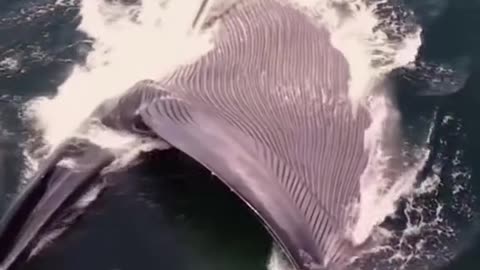 Whale gulps fish