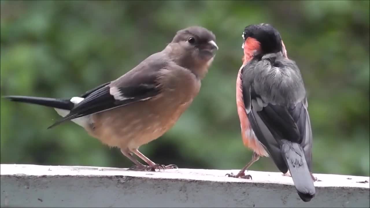 Gimpel Blood Fink Bird Bullfinch Songbird Fink