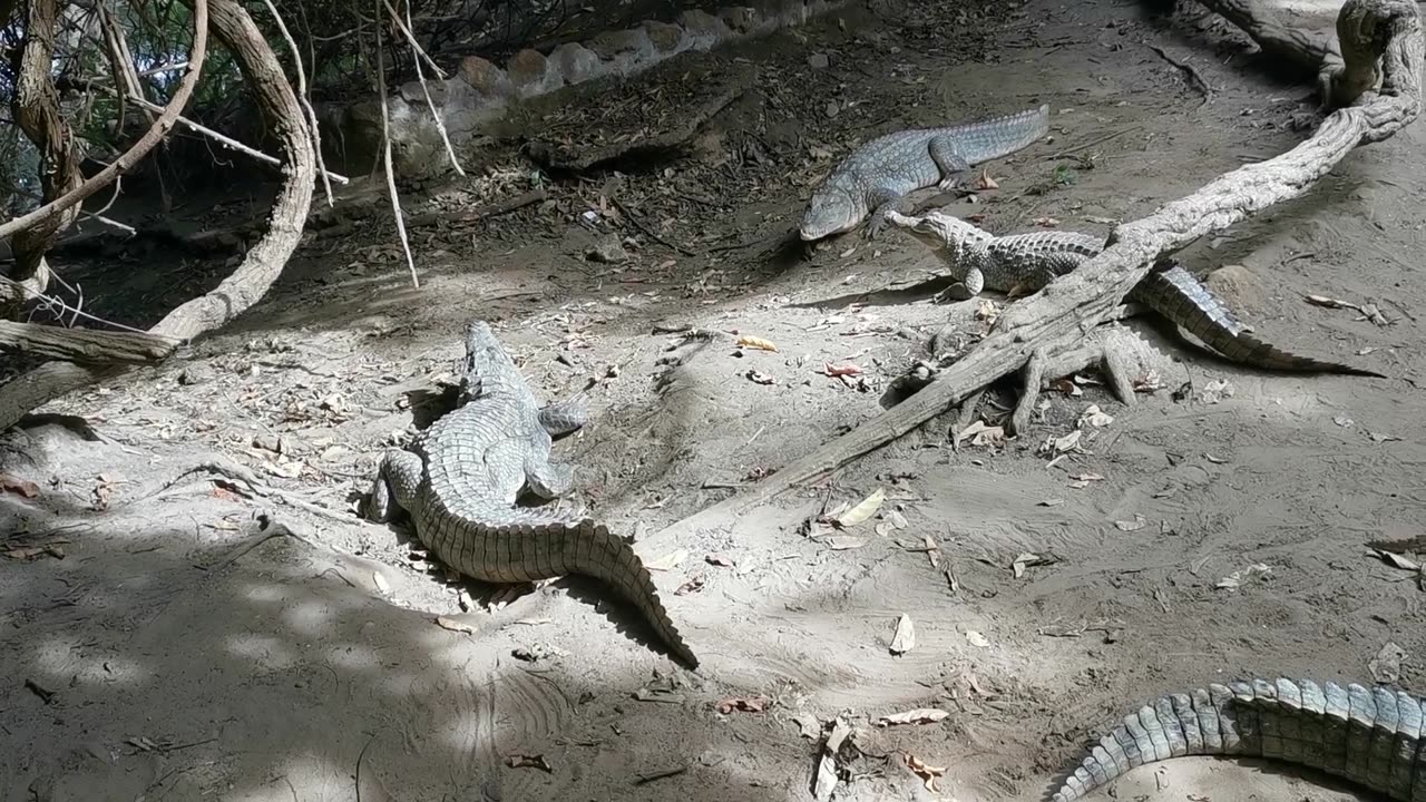 Friendly Crocodile