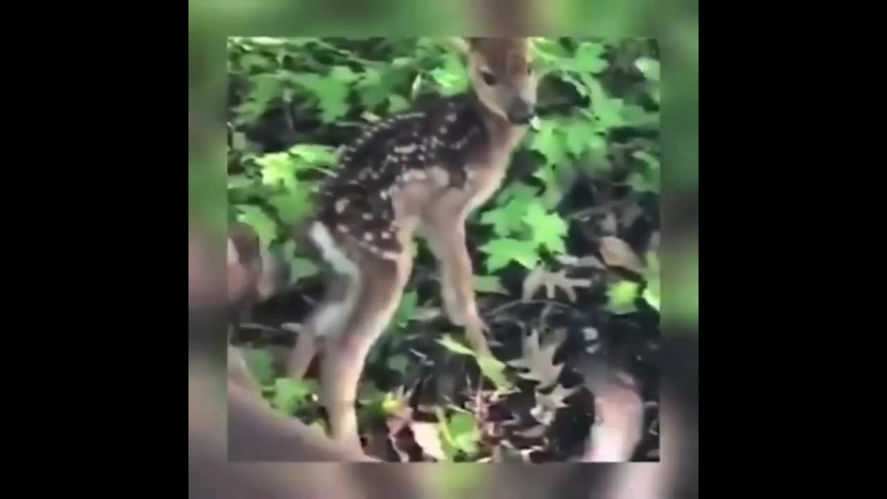 Try Not To Laugh 🤣 - Funny Domestic And Wild Animals' Life