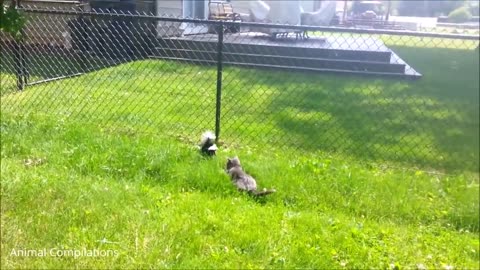 Baby Skunks Trying To Spray - Funniest Compilation