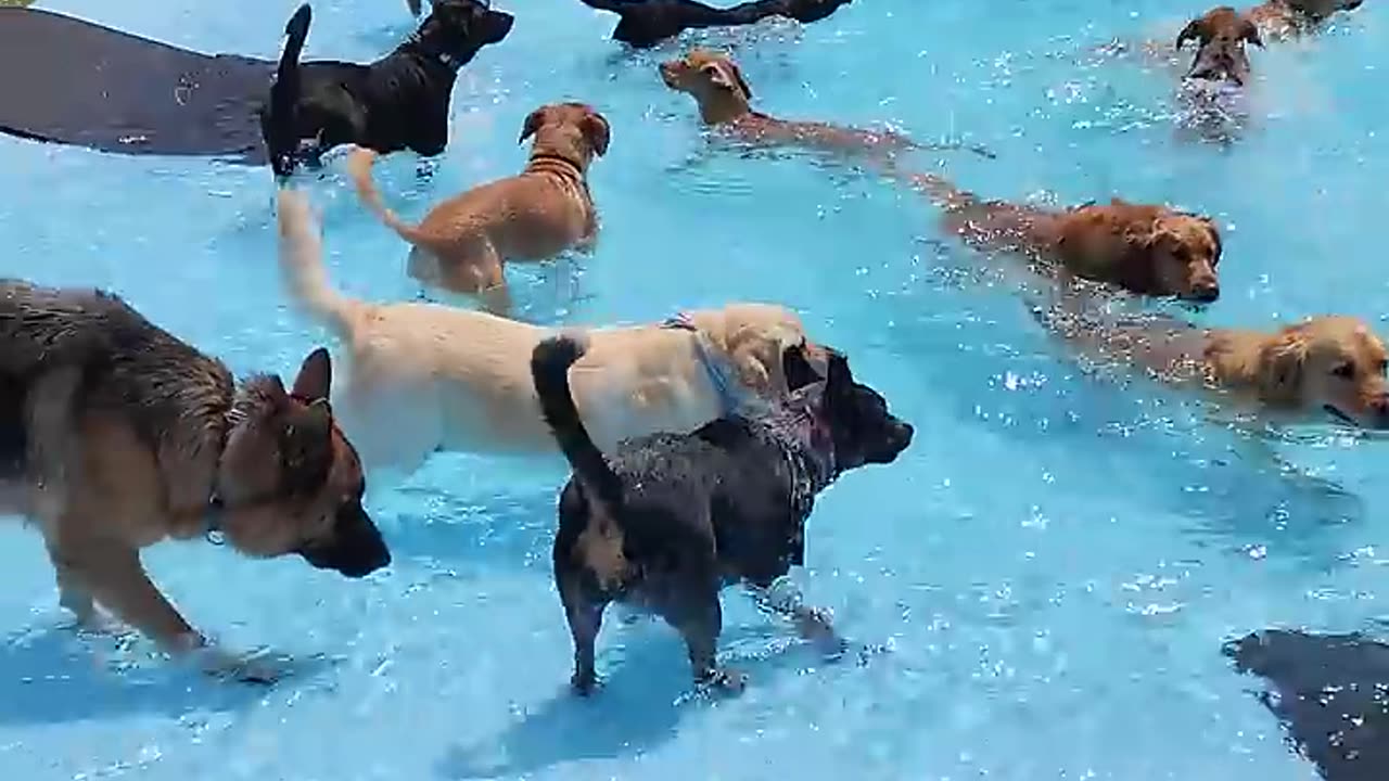 Dog swimming in the group dog lover follow for more