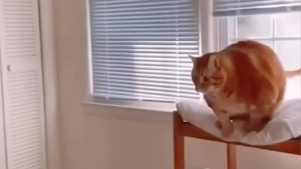 Funny Animal Videos Of The Day 0030! 😂😂 #fyp #memes #memedaily #dankmemes