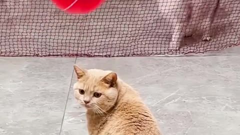 Cat trick shot respect 💯