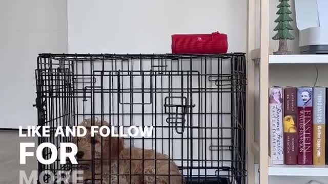 What puppy owner needs to know about there puppy before is to late