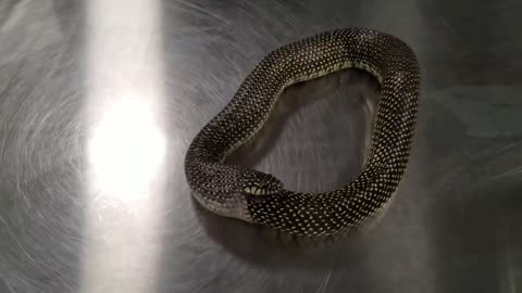 OMG! Snake is doing Something Unusual
