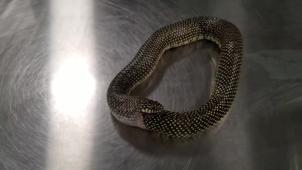 OMG! Snake is doing Something Unusual