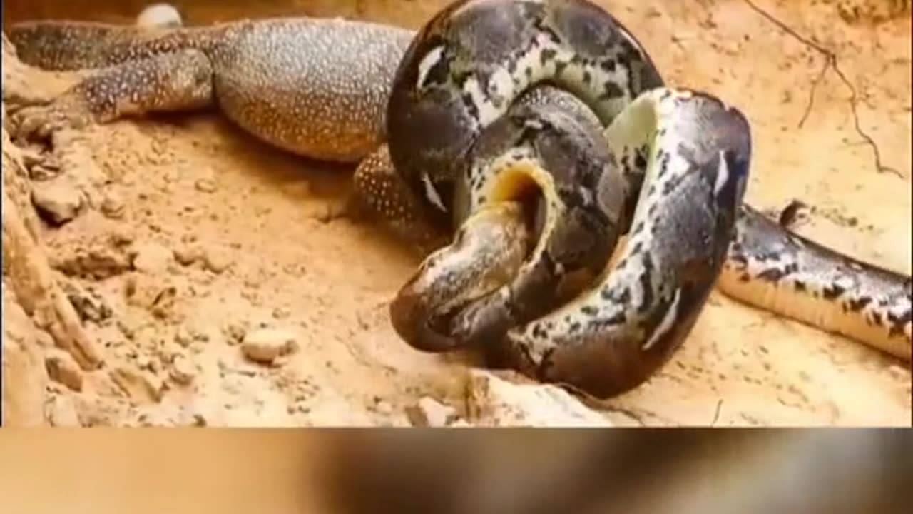 Komodo dragon vs cobra (animals fight)