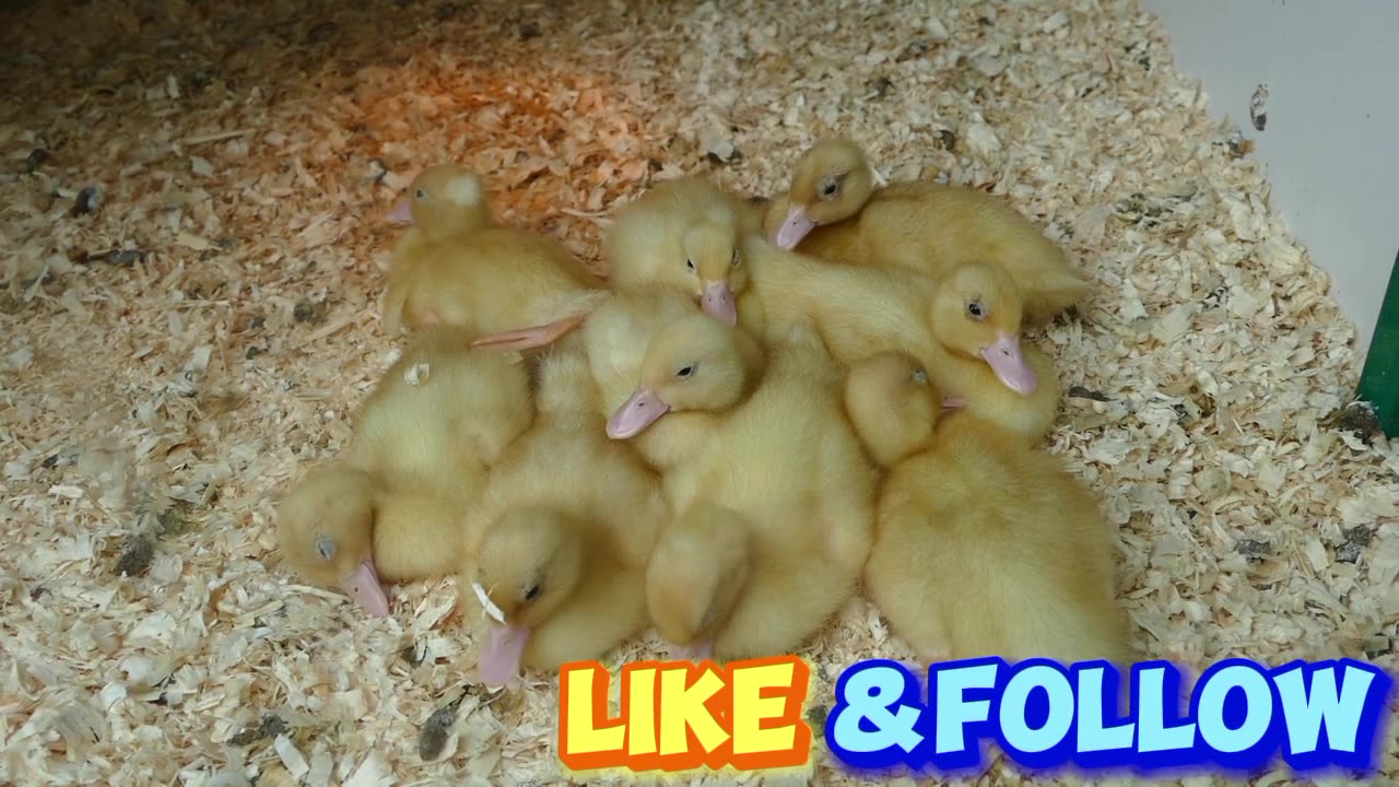 Duckling duck bird