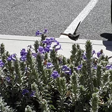 The Hummingbird in flight on the flowers outside Northrup Grumman.AZ